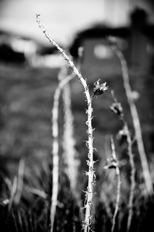 Santa Fe dead flower bloom