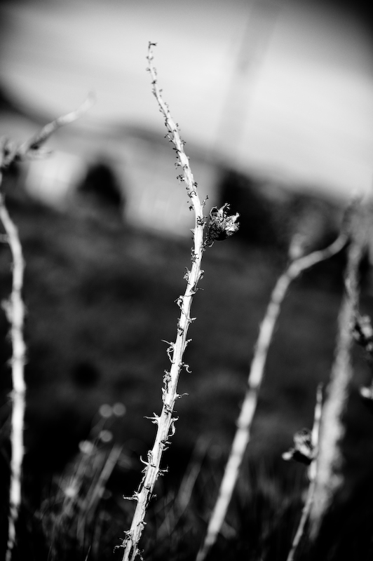 Last Santa Fe Flower Shot