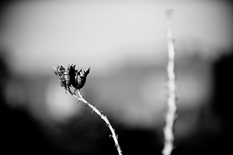 Flower Standing up in Santa Fe