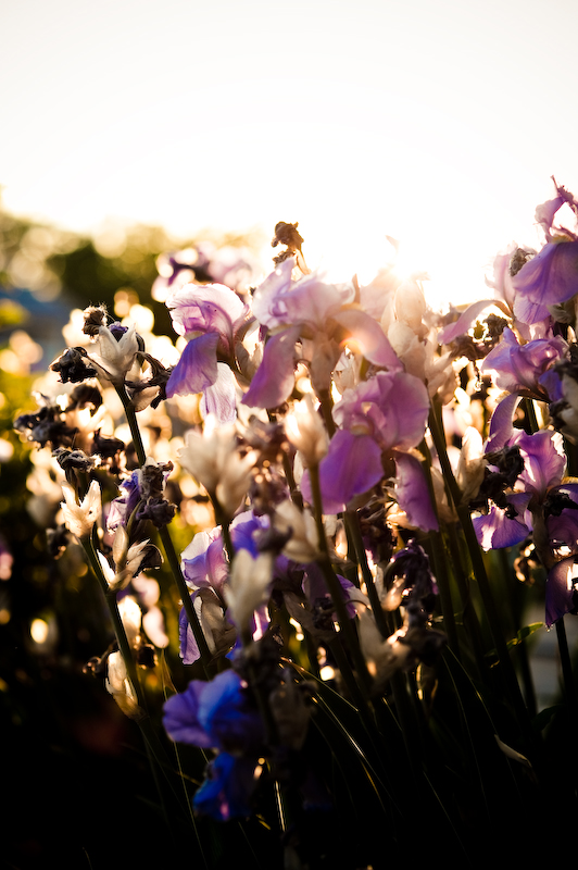 Hudson Valley Photographer { Nature Photography }